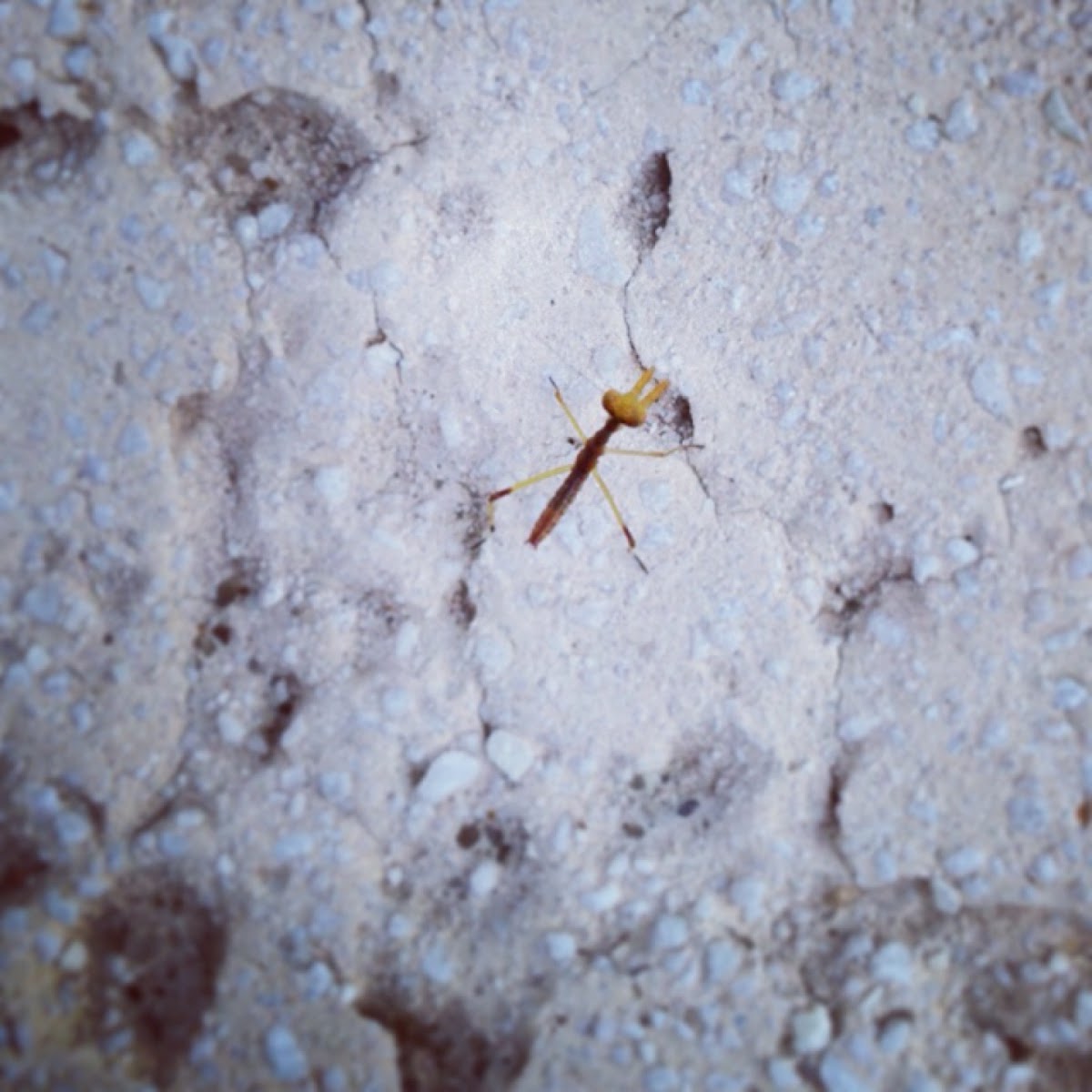 Baby Praying Mantis