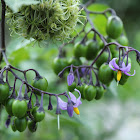 Brazilian Nightshade