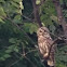 Barred Owl a.k.a. Hoot Owl