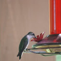 Humming Bird