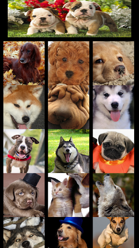 The dogs wallpaper