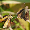 Sachem skipper butterfly