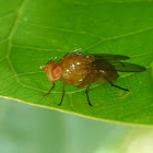 Lauxanid Fly