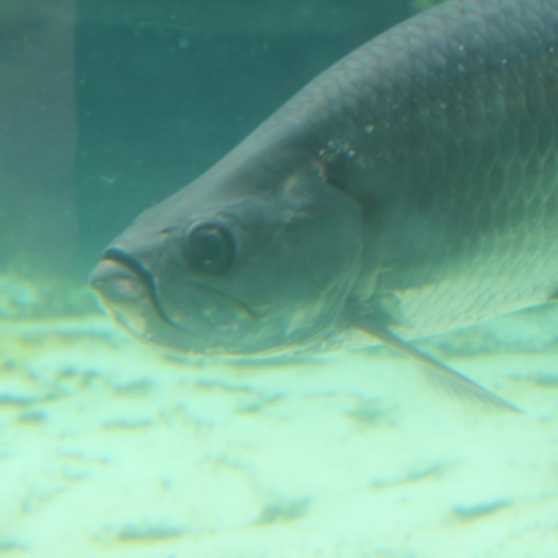 Tarpon