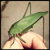 Round-headed katydid (female)