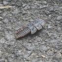 Trilobite Beetle