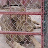 Lion, León