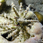 Whorl-spined Urchin