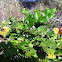 Oregon grape