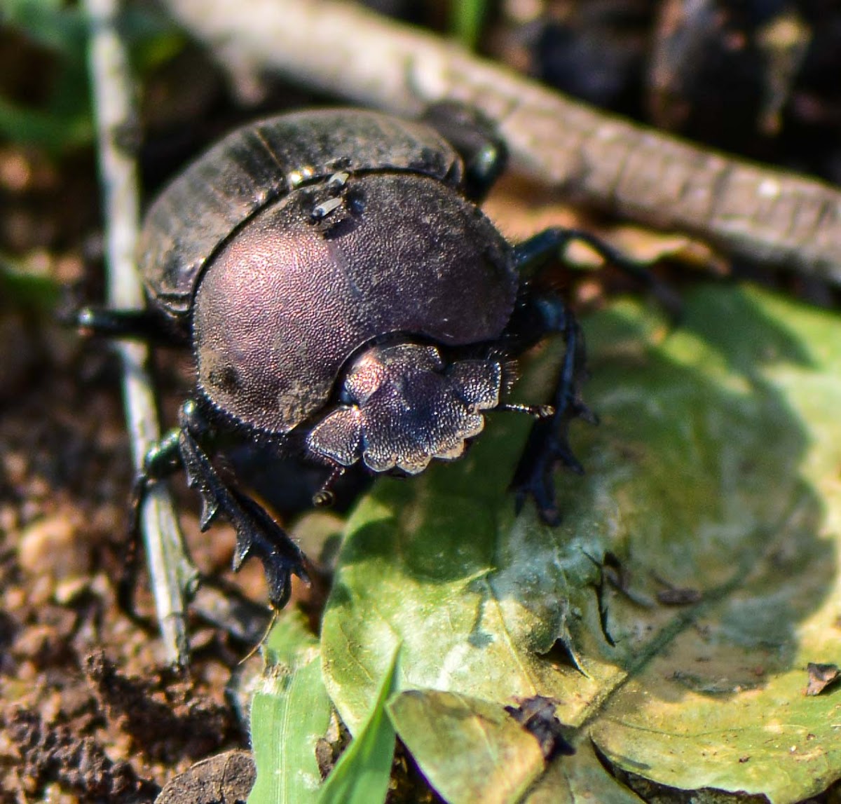 Large copper dung beetle