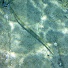 Bluespotted Cornetfish