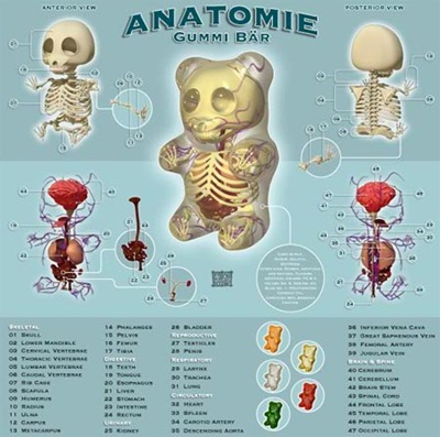 bear_anatomy