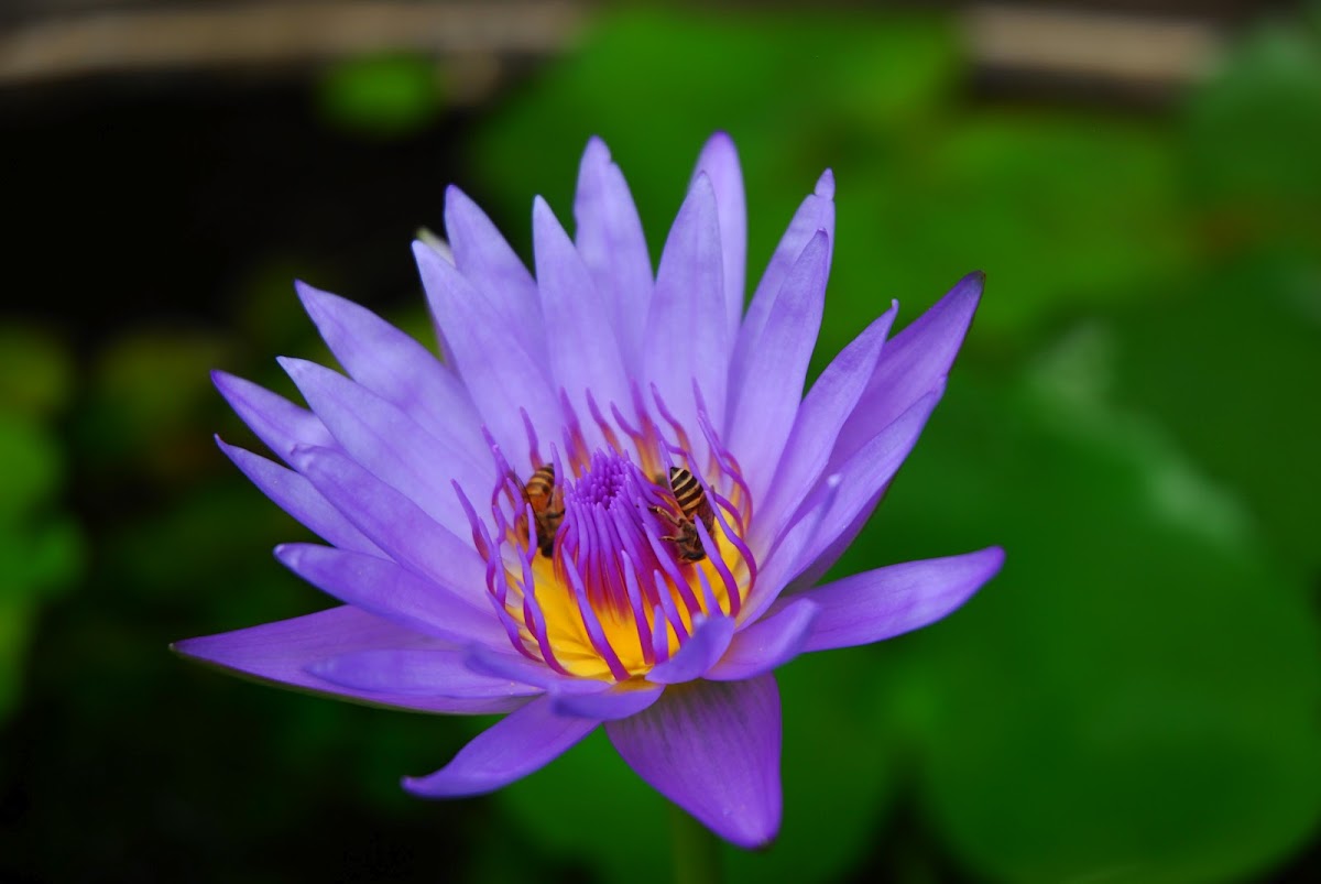 Blue-water Lily