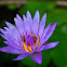 Blue-water Lily