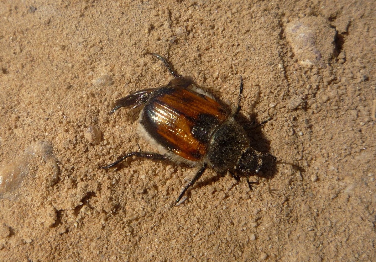 Escarabajo japonés