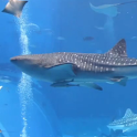 Real Shark Aquarium LWP logo