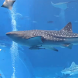 Real Shark Aquarium LWP