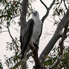 White-bellied Sea Eagle