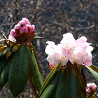 Rhododendron-HuangLong 黃龍-杜鵑