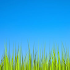 Grass LWP [Revamped]3.5