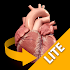 Heart 3D Anatomy Lite1.0.6