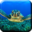 Sea Turtle Live Wallpaper mobile app icon