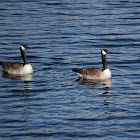 Canada Goose