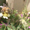 Abelha (bee)