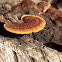 Rusty Gilled Polypore