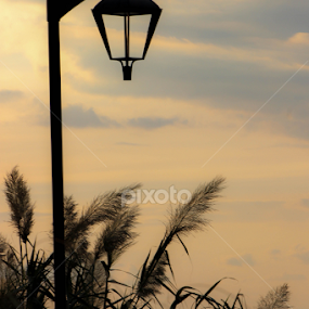 PEACE. by Karim Sabbagh - Nature Up Close Other Natural Objects