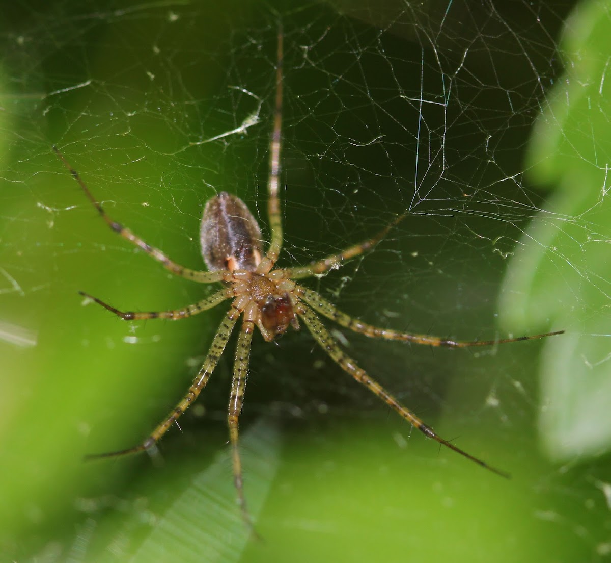 unknown spider, ventral view only