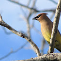 Cedar Waxwing