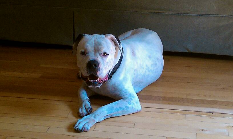 American bulldog