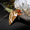 Garden tiger moth