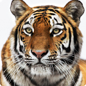 Tiger live wallpaper icon