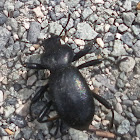 California Broad-necked Darkling Beetle