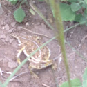 Horned Lizard