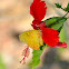 Sulphur Butterfly