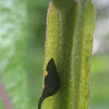 Twomarked Treehopper