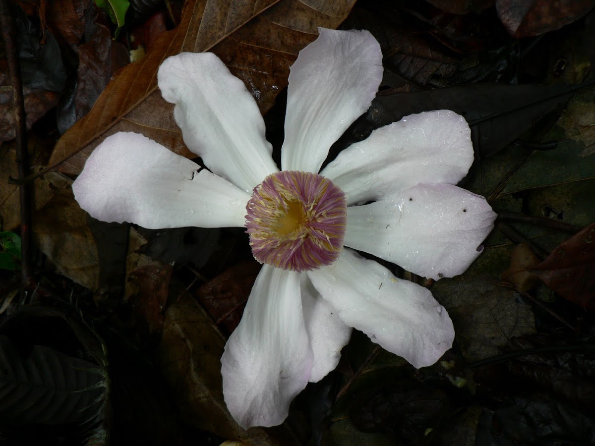 Gustavia flower