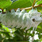 Attacus atlas