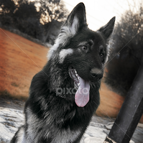 Niko by Zoe Walker Designs - Animals - Dogs Portraits