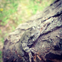 Gray Tree Frog