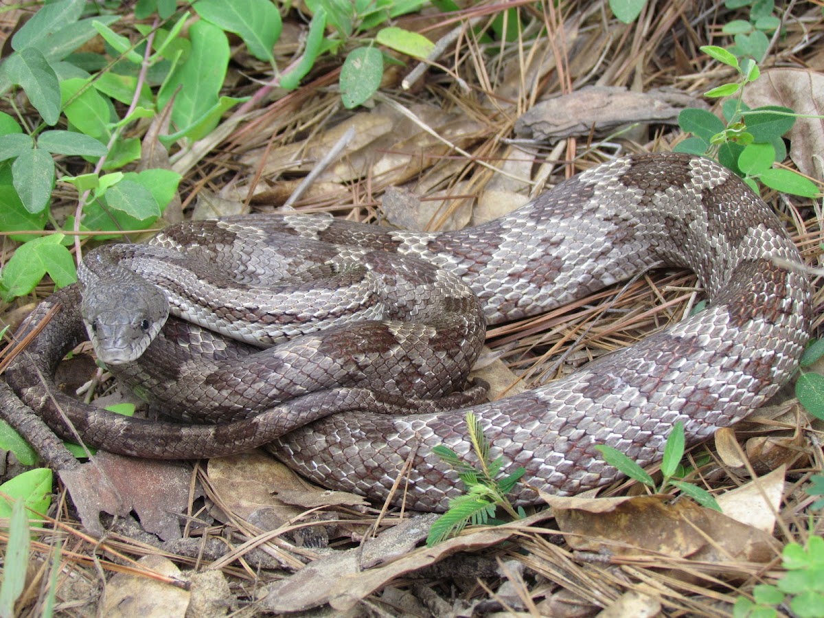 Central Ratsnake (Pantherophis spiloides)
