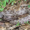 Central Ratsnake (Pantherophis spiloides)