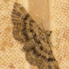 Double-striped Pug Moth