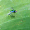 Long legged fly