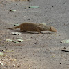 Common Grey Mongoose