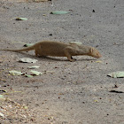 Common Grey Mongoose