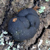 Coal fungus